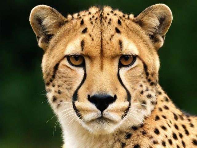 轻松解决烦恼，猎豹热点弹窗怎么关闭？