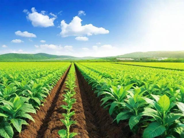 农业种植补贴申请条件详解