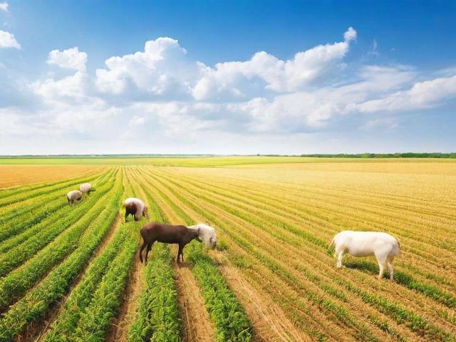 养殖如何申请国家补贴