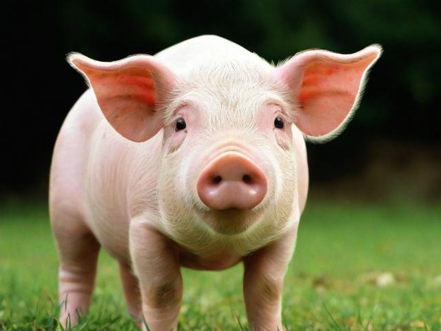 养猪补贴如何申请