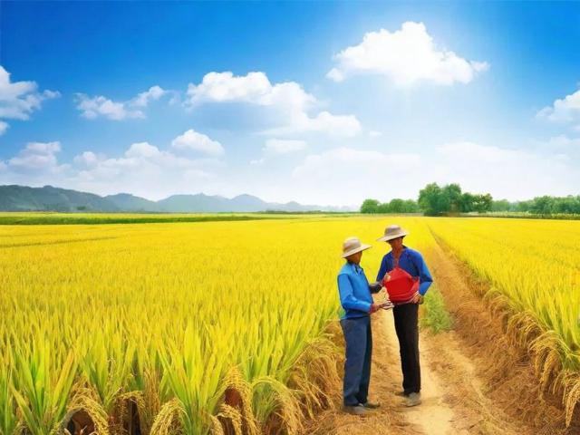 种粮大户补贴如何申请？