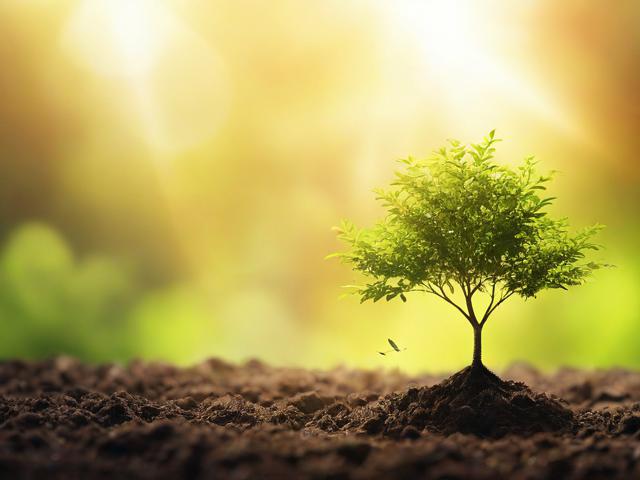 造林补贴申请书—一份关乎你家的未来