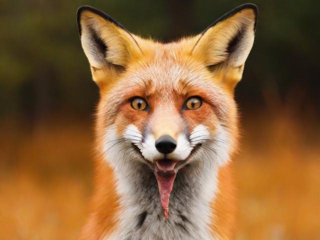 MC中狐狸的关闭方法详解，轻松告别烦人狐狸，畅享游戏乐趣