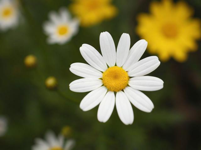 如何关闭默认花呗付款，轻松操作，保障支付安全