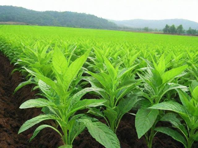 药材种植补贴申请指南