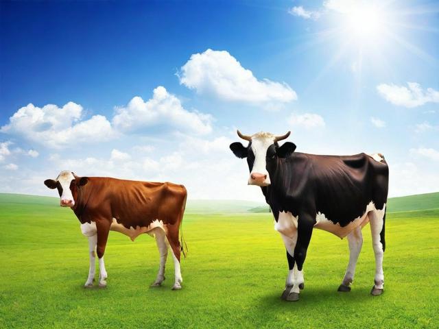 如何申请养牛补贴？