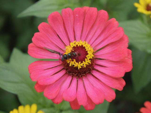 轻松关闭淘宝中的蚂蚁花，操作指南及注意事项