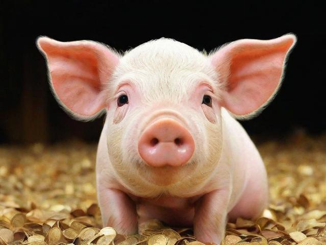 养猪补贴申请流程及注意事项详解