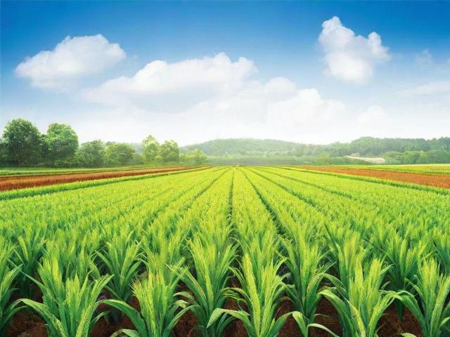 农业补贴申请的全面指南